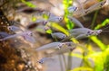 Kryptopterus vitreolus or glass catfish Royalty Free Stock Photo