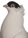 Kryska Polska, a breed of fancy pigeon Royalty Free Stock Photo