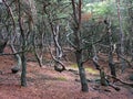 Krzywy las, Crooked forest, Grifin, Poland Slowinski National Park