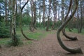 Krzywy Las, the crooked forest