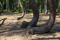 Krzywy las, deformed trees in the forest near Gryfino, Poland