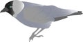 Side view of jackdaw, an urban bird