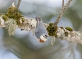 KrÃÂ¼per\'s nuthatch (Sitta krueperi) is a species of bird in the family Sittidae. Royalty Free Stock Photo