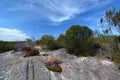 Aboriginal rock engraving. Ku-ring-gai Chase National Park. New South Wales. Australia Royalty Free Stock Photo