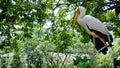 Kuala Lumpur Bird Park, Malaysia Royalty Free Stock Photo