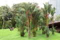 KUALA LUMPUR, MALAYSIA, DECEMBER 2016: palm trees in the central park of the city at the Suria KLCC shopping mall