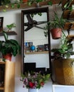 Green houseplants in the house. Greenery plant shelfie concept