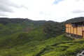 View of Green Tea Plantation, Cameron Highland