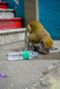 Kuala Lumpur, Malaysia - March 9, 2017: Monkey drinking soda can in the stairs to Batu Caves, a limestone hill with big Royalty Free Stock Photo