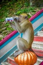 Kuala Lumpur, Malaysia - March 9, 2017: Monkey drinking soda can in the stairs to Batu Caves, a limestone hill with big Royalty Free Stock Photo