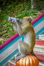 Kuala Lumpur, Malaysia - March 9, 2017: Monkey drinking soda can in the stairs to Batu Caves, a limestone hill with big Royalty Free Stock Photo