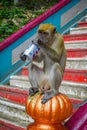 Kuala Lumpur, Malaysia - March 9, 2017: Monkey drinking soda can in the stairs to Batu Caves, a limestone hill with big Royalty Free Stock Photo