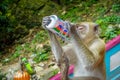 Kuala Lumpur, Malaysia - March 9, 2017: Monkey drinking soda can in the stairs to Batu Caves, a limestone hill with big Royalty Free Stock Photo