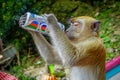 Kuala Lumpur, Malaysia - March 9, 2017: Monkey drinking soda can in the stairs to Batu Caves, a limestone hill with big Royalty Free Stock Photo