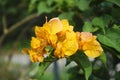 Yellow bougainvillea flower in public park during daytime. Royalty Free Stock Photo