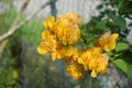 Yellow bougainvillea flower in public park during daytime. Royalty Free Stock Photo