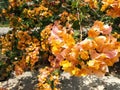 Yellow bougainvillea flower in public park during daytime. Royalty Free Stock Photo