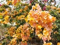 Yellow bougainvillea flower in public park during daytime.