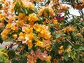 Yellow bougainvillea flower in public park during daytime. Royalty Free Stock Photo
