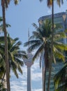 Kuala Lumpur Tower in betwen buildings and coconut trees