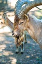 Kuban Tur in zoo aviary. Close-up. cloven-hoofed wild animals in captivity Royalty Free Stock Photo