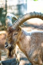 Kuban Tur in zoo aviary. Close-up. cloven-hoofed wild animals in captivity