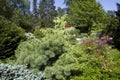 Kubota Japanese garden, Seattle, May