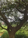 Kubuk tree