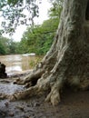 Kubuka tree (near Manik Gaga) of Yala National Park, Sothern Province Royalty Free Stock Photo