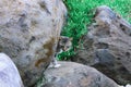 Kucing diatas batu