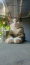 Kucing Kluwuk Indonesia Domestic Cat Royalty Free Stock Photo