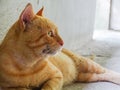 Kucing orange sedang bersandar di tembok Royalty Free Stock Photo