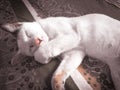 Kucing tidur Royalty Free Stock Photo