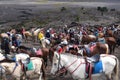 Kuda di Gunung Bromo Royalty Free Stock Photo