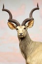 Kudu Royalty Free Stock Photo