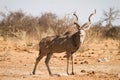 Kudu