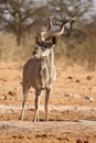 Kudu