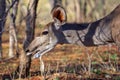 A kudu in search of food. Royalty Free Stock Photo