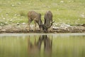 Kudu Royalty Free Stock Photo