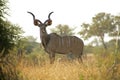 Kudu Royalty Free Stock Photo