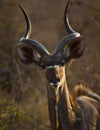 Kudu