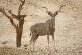 Kudu antelope Royalty Free Stock Photo