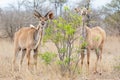 Kudu Antelope Royalty Free Stock Photo