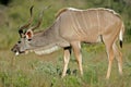 Kudu antelope