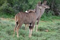 Kudu Antelope Royalty Free Stock Photo