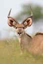 Kudu antelope