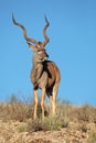 Kudu antelope Royalty Free Stock Photo