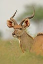 Kudu antelope Royalty Free Stock Photo