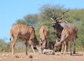 Kudu Antelope - An African Family