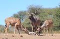 Kudu Antelope - An African Family and Salt